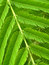 Free Leaves Royalty Free Stock Photography - 2185567