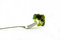 Free Broccoli Royalty Free Stock Photography - 2187347