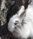 Free The Royal Lionhead S Rabbit Royalty Free Stock Photos - 2190768