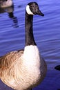 Free Canada Goose Stock Images - 2194224