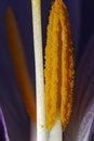 Free Crocus Vernus - Stamen Stock Photos - 2194683