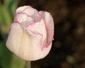 Free Tulip Closeup Royalty Free Stock Photo - 2196735