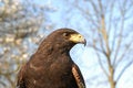 Free Hawk Royalty Free Stock Photos - 2196958