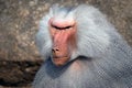 Free Gaze Of The Effective Manager Royalty Free Stock Photo - 2199145