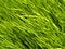 Free Rice Farm Stock Image - 2190071