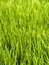 Free Rice Farm  01 Royalty Free Stock Photos - 2190078