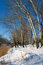 Free Poplars On Winter Lake Shore Stock Photo - 2190300