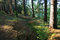 Free Sunrise In A Wood. Stock Photo - 2190570