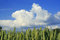 Free Crops At Springtime Royalty Free Stock Photography - 2191057