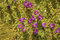 Free Crocus Vernus Royalty Free Stock Images - 2194699