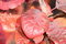 Free Autumn Leaves Royalty Free Stock Photography - 21930317