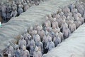 Free Qinshihuang Terracotta Warriors Royalty Free Stock Photo - 21991405