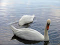 Free A Pair Of Swans Royalty Free Stock Photos - 221718