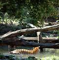 Free Tigers Eyeing Each Other Stock Images - 224714