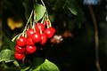 Free Berry Royalty Free Stock Photos - 226178