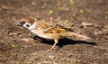 Free Passer Montanus Royalty Free Stock Image - 2200566