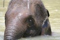 Free Young Elephant Look Royalty Free Stock Photography - 2203317