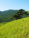 Free Single Pine Tree On The Hill Royalty Free Stock Photography - 2206077