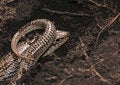 Free Great Plains Skink Stock Image - 2206741