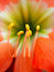 Free Flower  47 Stock Photos - 2201233