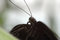 Free Black Tropical Butterfly Stock Photo - 2201660