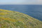 Free Wildflowers And Ocean Royalty Free Stock Photography - 2201927