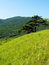 Free Single Pine Tree On The Hill Royalty Free Stock Photography - 2206077