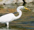 Free Great White Egret Royalty Free Stock Photography - 22083037