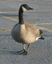 Free Canada Goose Stock Images - 2211604