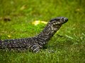 Free Goanna Looking Royalty Free Stock Photo - 2212105