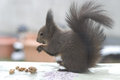 Free Squirrel Royalty Free Stock Images - 2219059