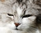 Free Persian Cat Portrait Stock Image - 2213231