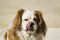 Free Cavalier Licking Its Nose Royalty Free Stock Photo - 2213835