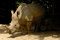 Free Rhino Royalty Free Stock Image - 2217706