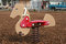 Free Plaground Horse Stock Photos - 2218223