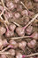 Free Garlic Background Royalty Free Stock Image - 22130466