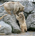 Free Syrian Brown Bear 3 Stock Photos - 2221733