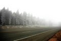 Free Forest In Fiog And Snow Royalty Free Stock Photos - 2223918