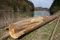 Free Broken Tree Royalty Free Stock Photography - 2226347