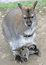 Free Wallaby 1 Stock Photo - 2220890