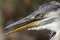 Free Heron Bird Head Stock Photo - 2225660