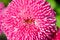 Free Spring Flowers Royalty Free Stock Photography - 2229667
