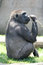 Free Proud Male Gorilla Stock Photo - 2229670
