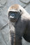 Free Sorry Looking Gorilla Royalty Free Stock Images - 2229959