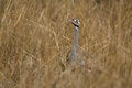 Free Bustard In Grassland Stock Photo - 2231000