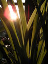Free Gras In The Sun Royalty Free Stock Photos - 2232588