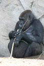 Free Fat Black Gorilla Stock Photos - 2233763