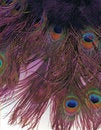 Free Peacock Feathers Royalty Free Stock Photography - 2238067