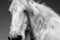 Free Horse Stock Image - 2233421
