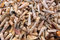 Free Shell And Snail On The Beach Stock Photo - 2234950